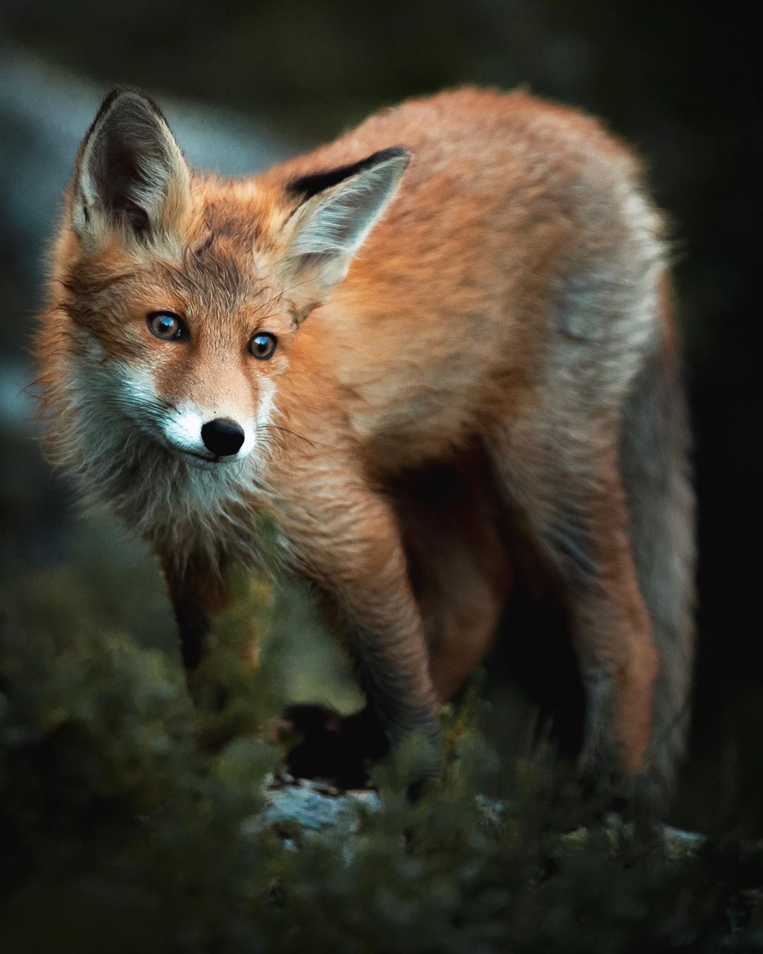 Показали, как выглядит самое сказочное место на Земле: фото, от которых перехватывает дух