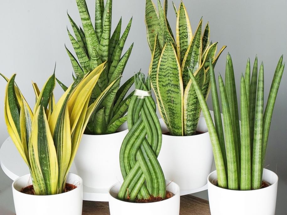 Эти растения помогут эффективно избавиться от пыли дома (фото)