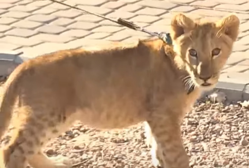Львенка, которого держали в ресторане на Прикарпатье, отправят на реабилитацию в Африку