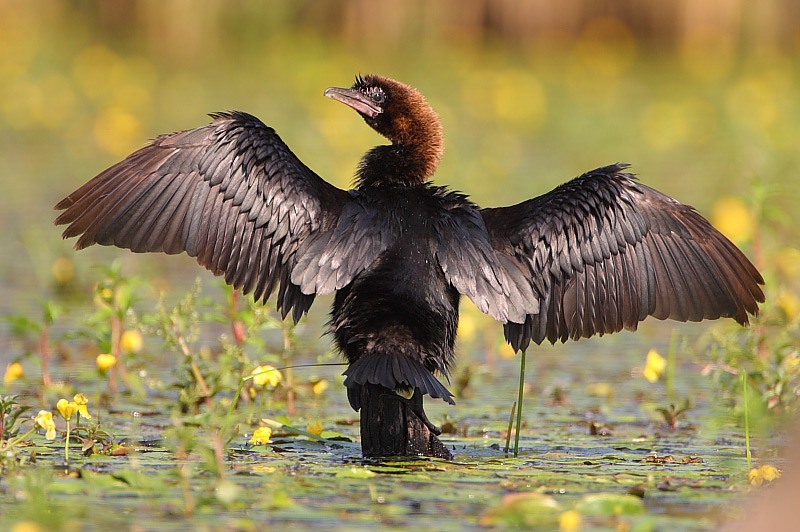 Рідкісні птахи прилетіли зимувати до України: подивіться на цих красенів (фото)