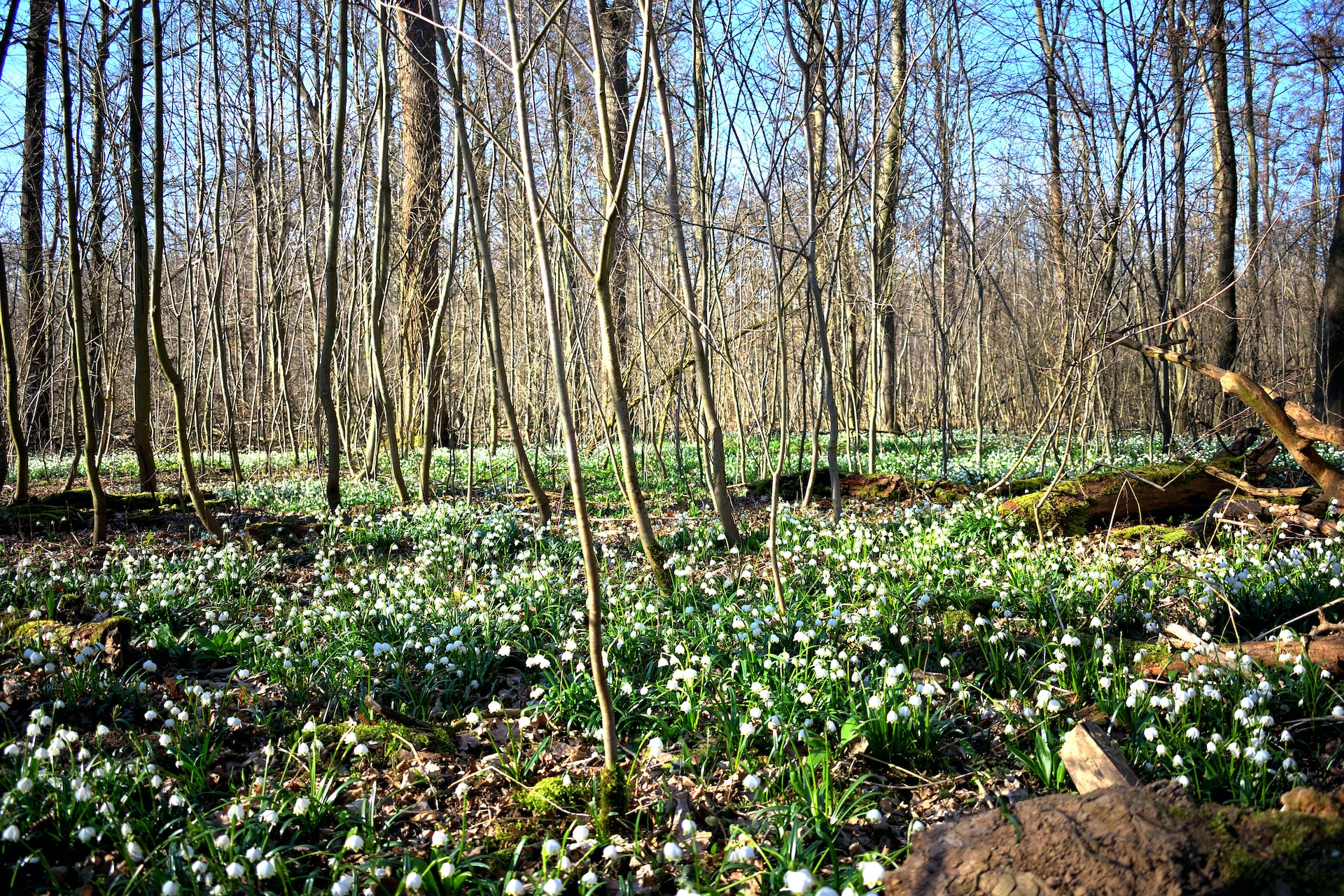 До 50 тисяч євро. За яку поведінку в Німеччині штрафують на рекордні суми