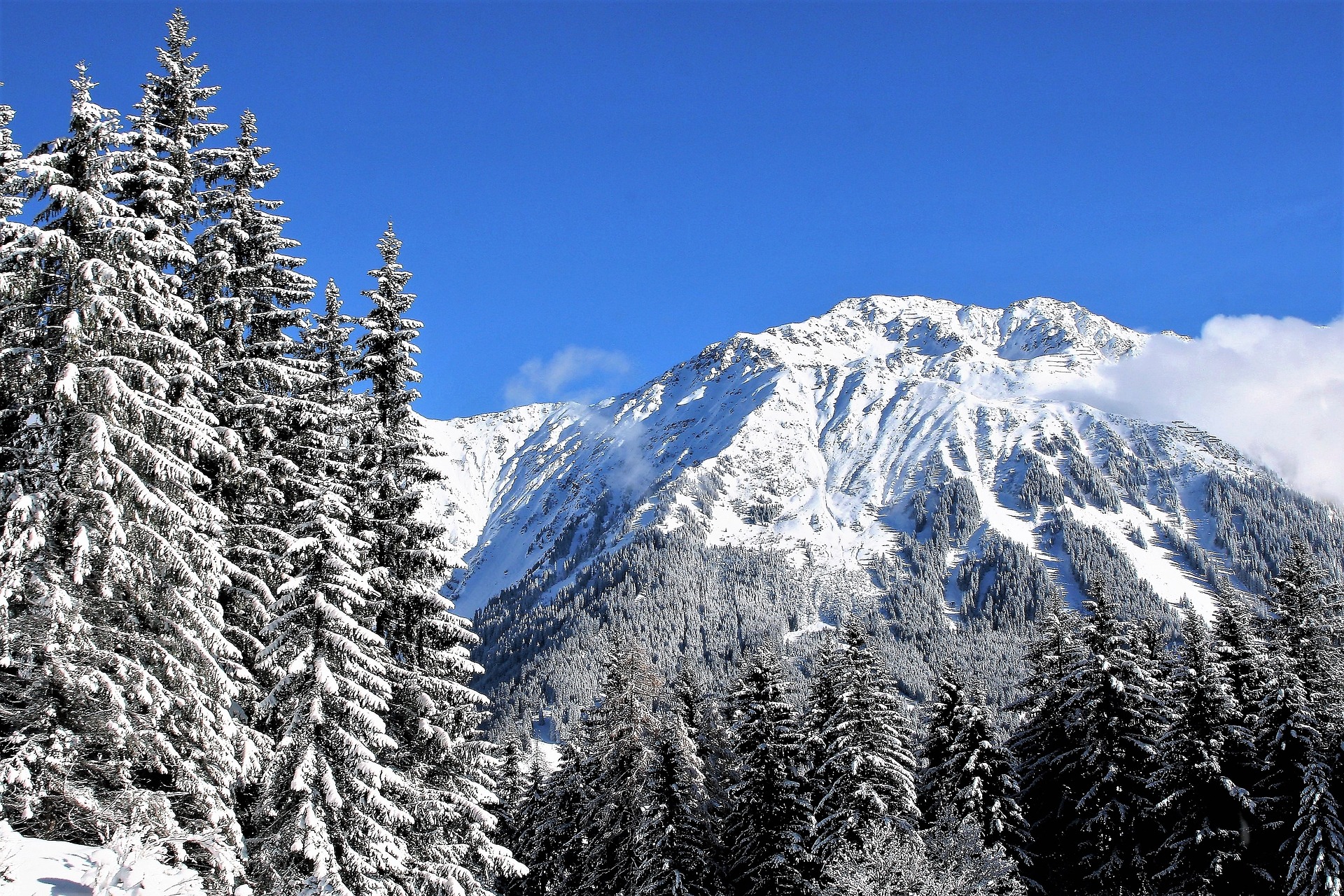 Таких фактов о елках вы точно не знали! Ученые объяснили, почему они имеют форму пирамиды