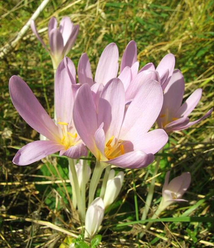 Ці рослини категорично не можна садити на подвір'ї: можуть нашкодити здоров'ю