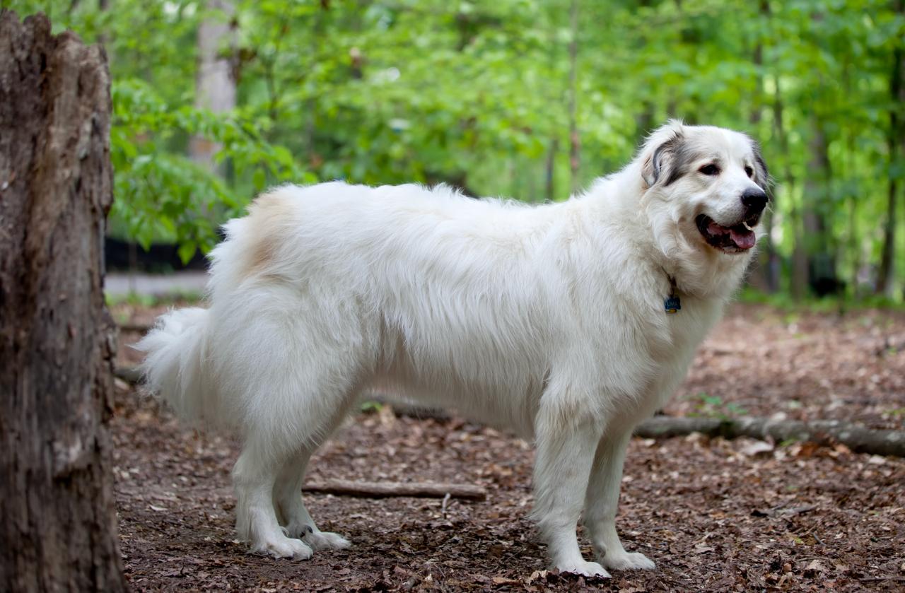 8 пород собак, у которых почти отсутствует охотничий инстинкт