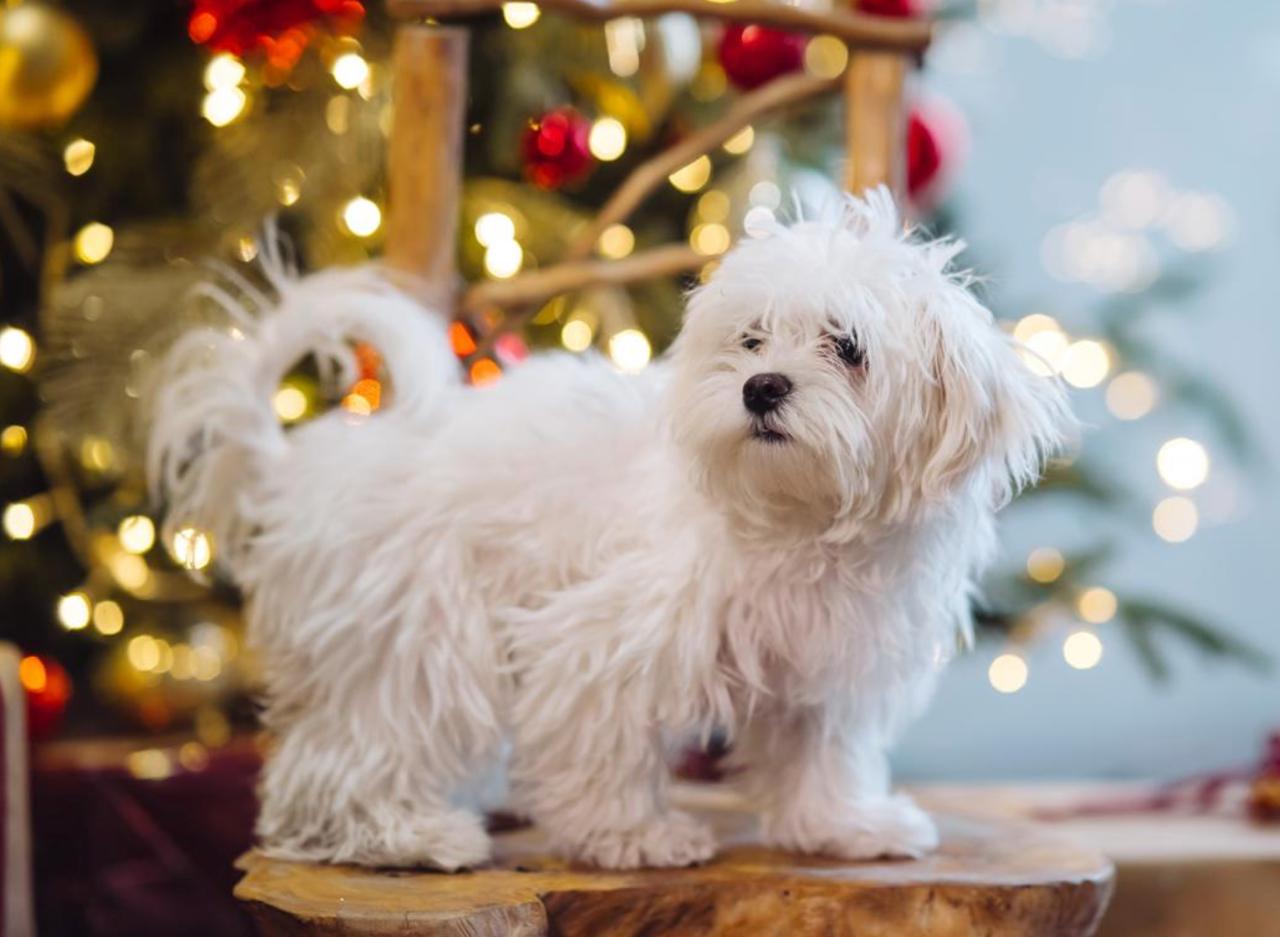 8 пород собак, у которых почти отсутствует охотничий инстинкт