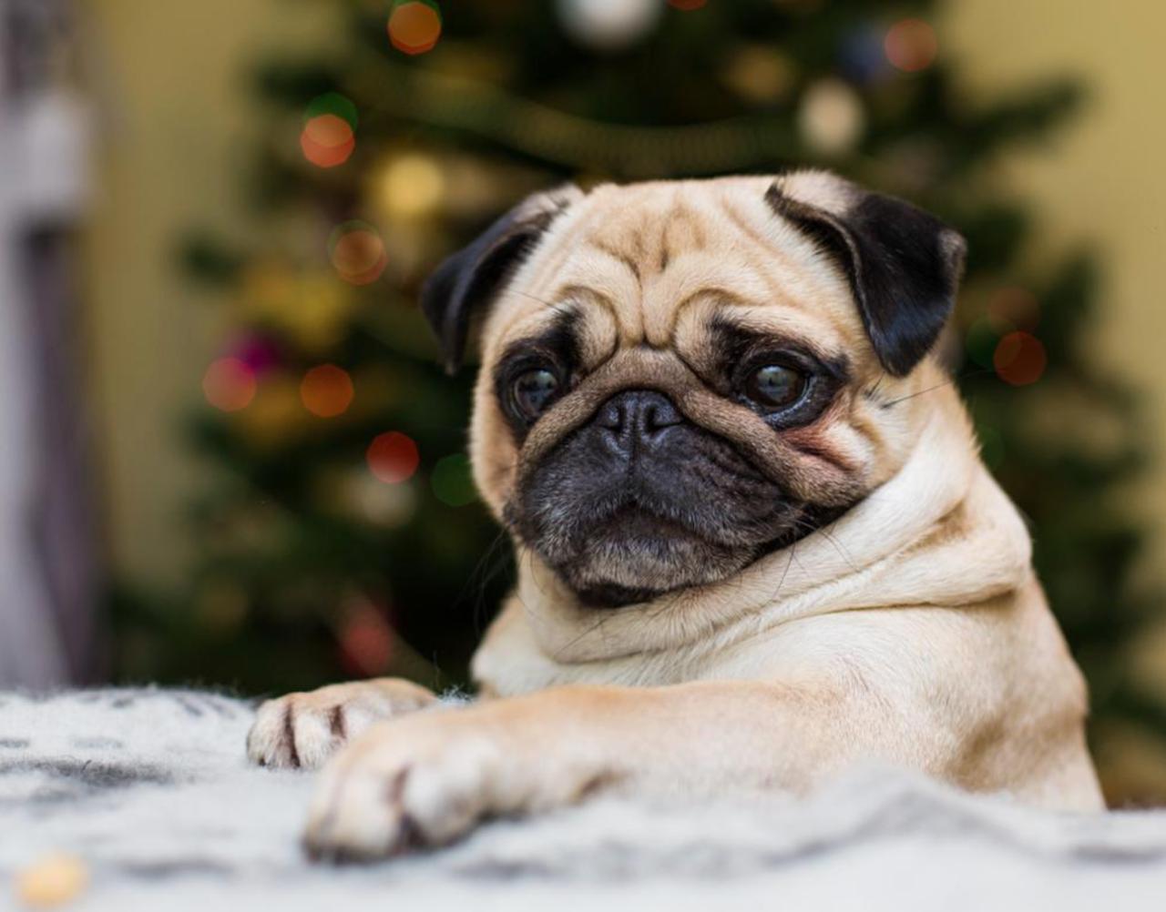 8 порід собак, у яких майже відсутній мисливський інстинкт