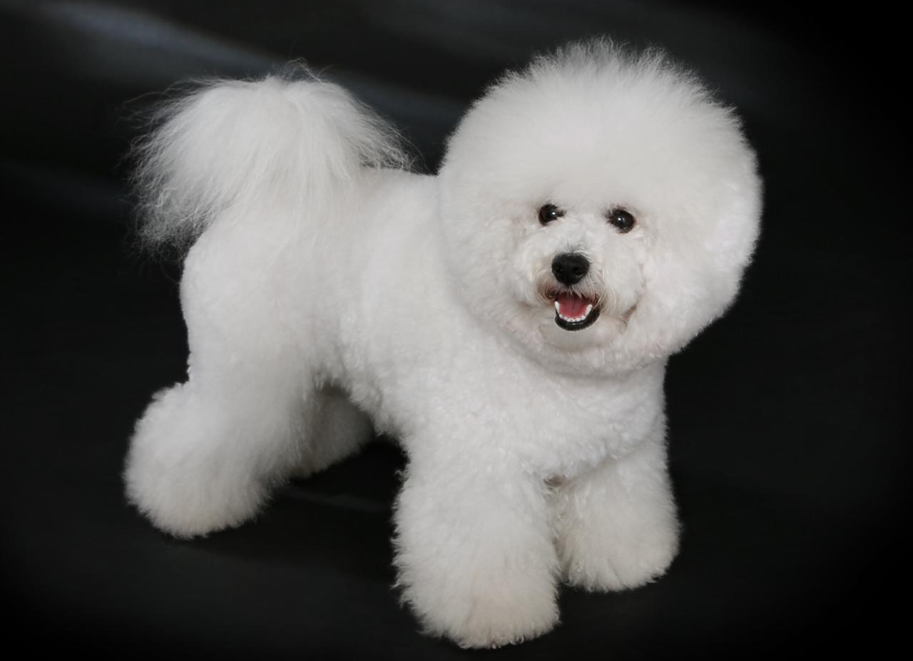 8 пород собак, у которых почти отсутствует охотничий инстинкт