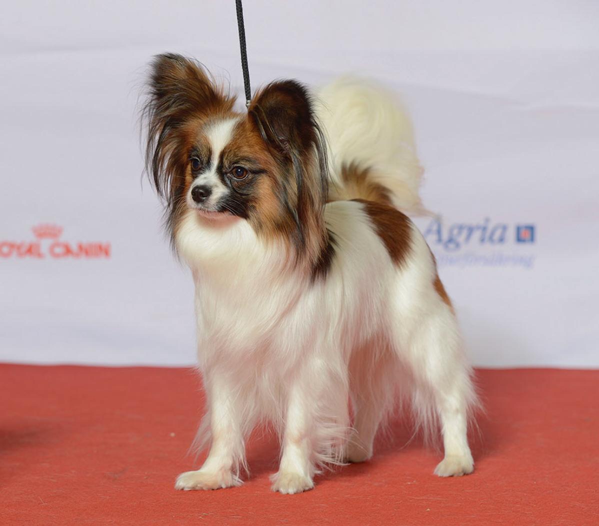 8 порід собак, у яких майже відсутній мисливський інстинкт