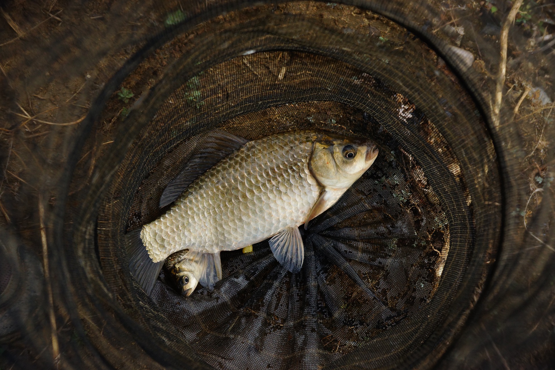 Ці хитрощі допоможуть рибалкам наловити повний садок карасів