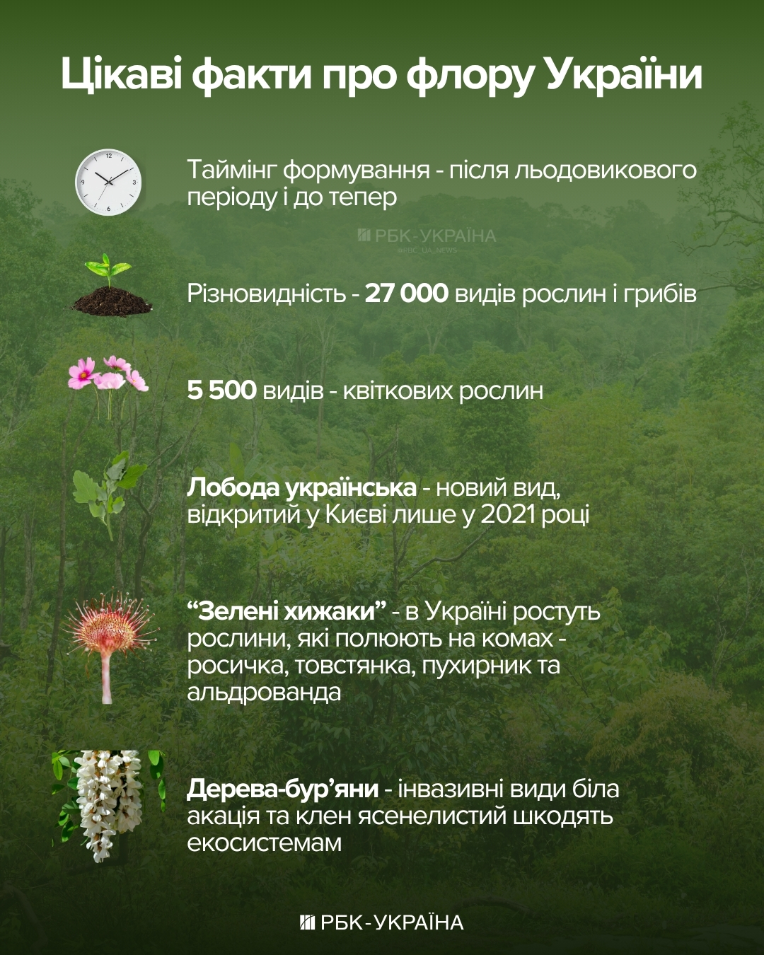 Почему растения зеленые, как "умирают" деревья и вся правда о ГМО: интервью с ботаником