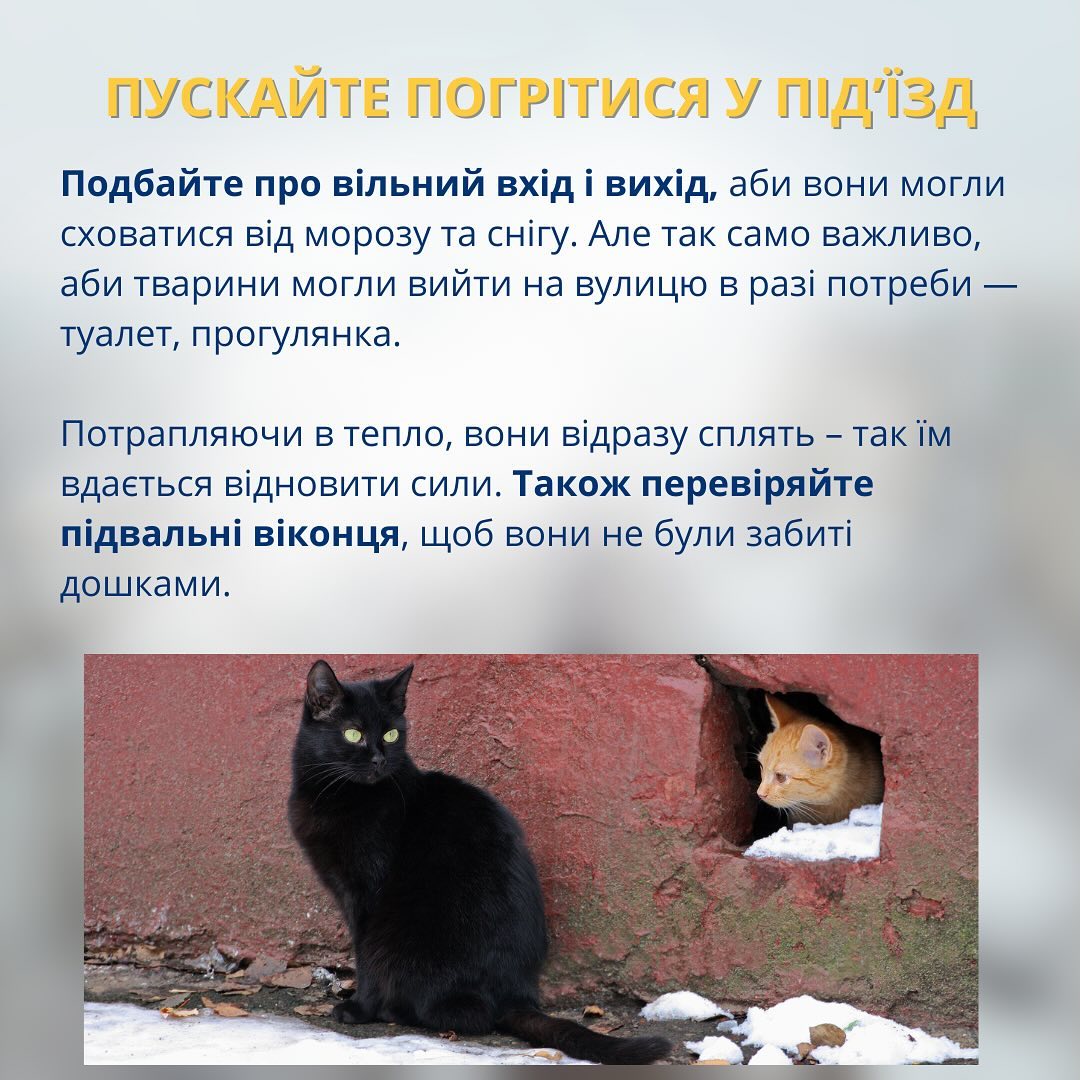 Як допомогти безпритульним тваринам у мороз: це може зробити кожен