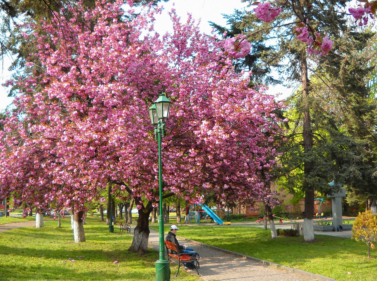 Від шафранів до сакур. Найяскравіші квіткові локації для весняної мандрівки