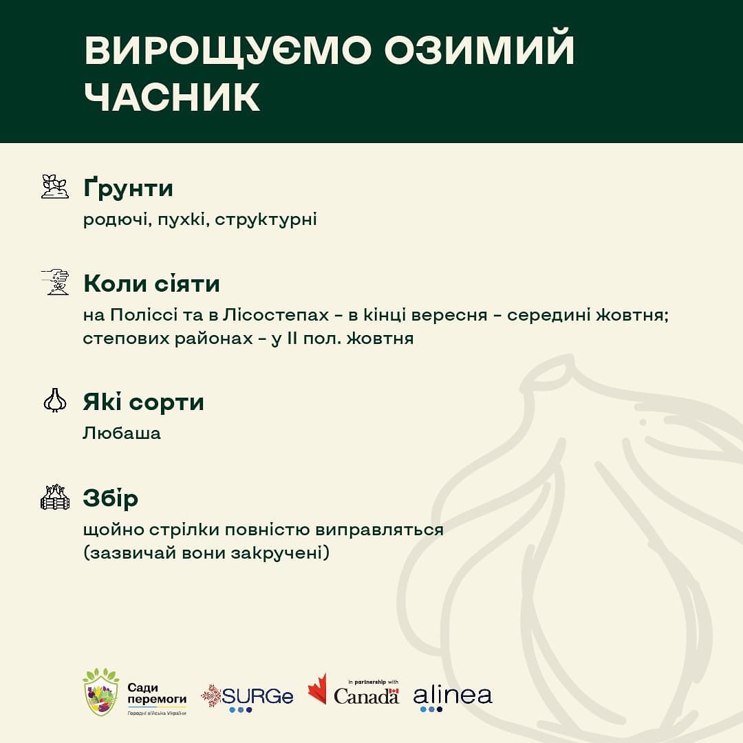 Часник озимий: коли садити, який сорт найкращий і секрети великого врожаю