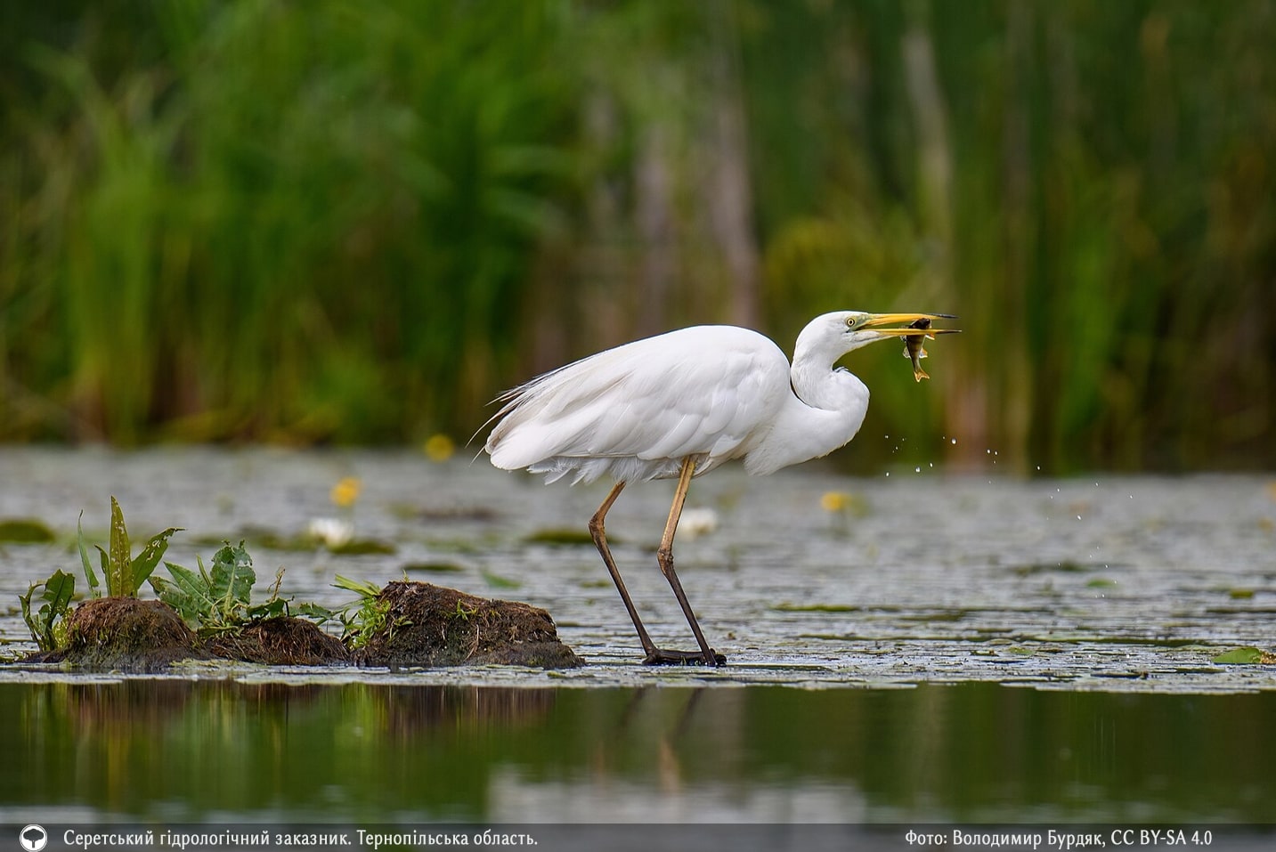 Представили 10 самых красивых фото природы со всей Украины. Это просто невероятно