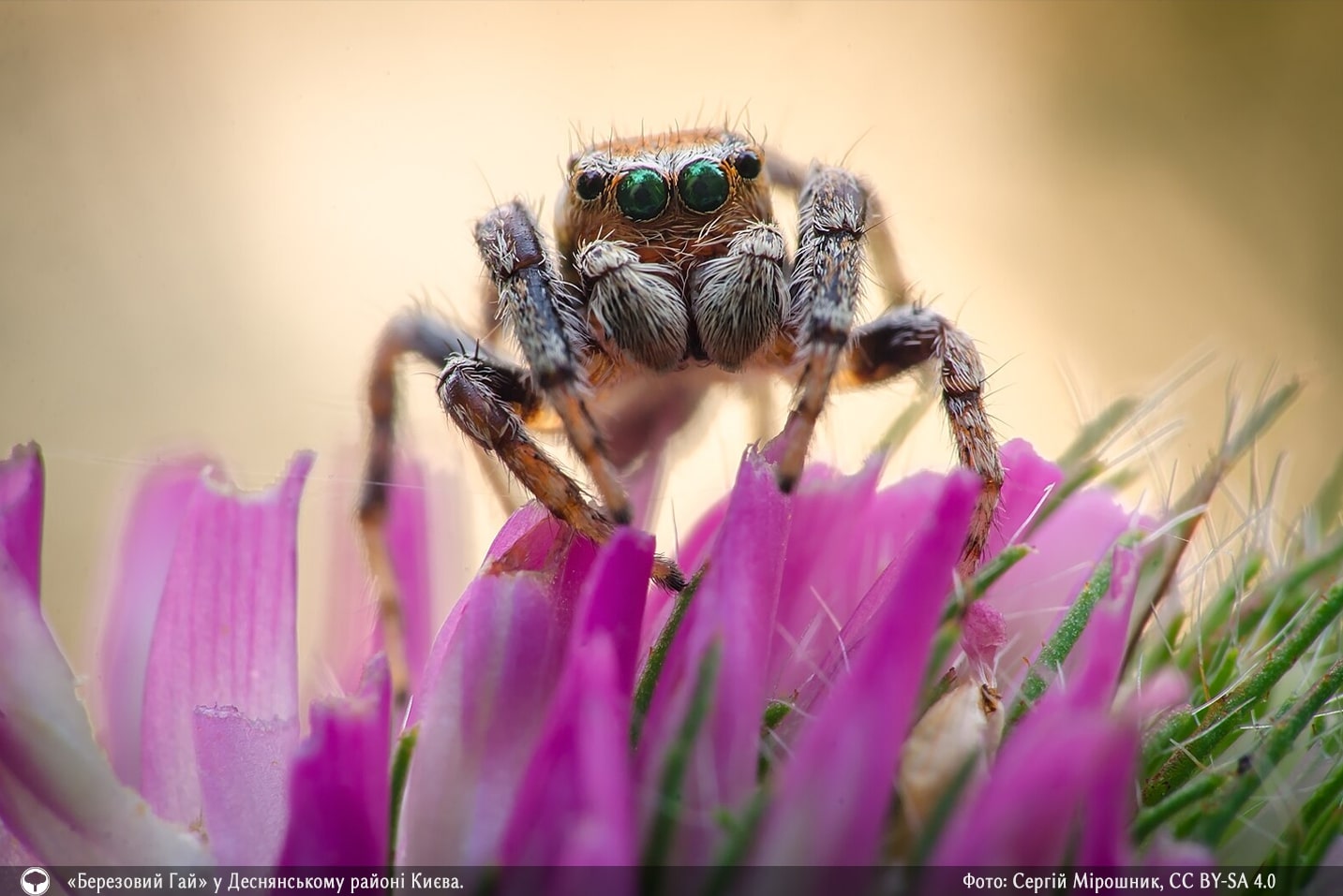 Представили 10 самых красивых фото природы со всей Украины. Это просто невероятно