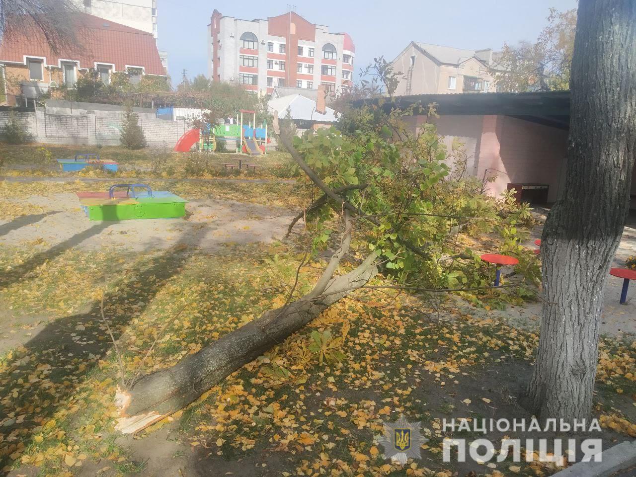 В Кременчуге в садике на детей рухнуло дерево: 4-летняя девочка в коме