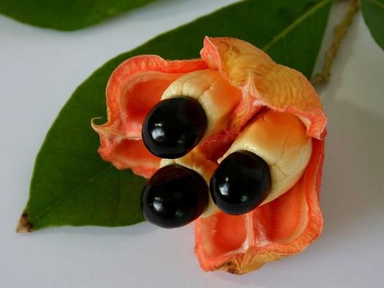 Самая опасная еда в мире: эти блюда категорически не стоит даже пробовать