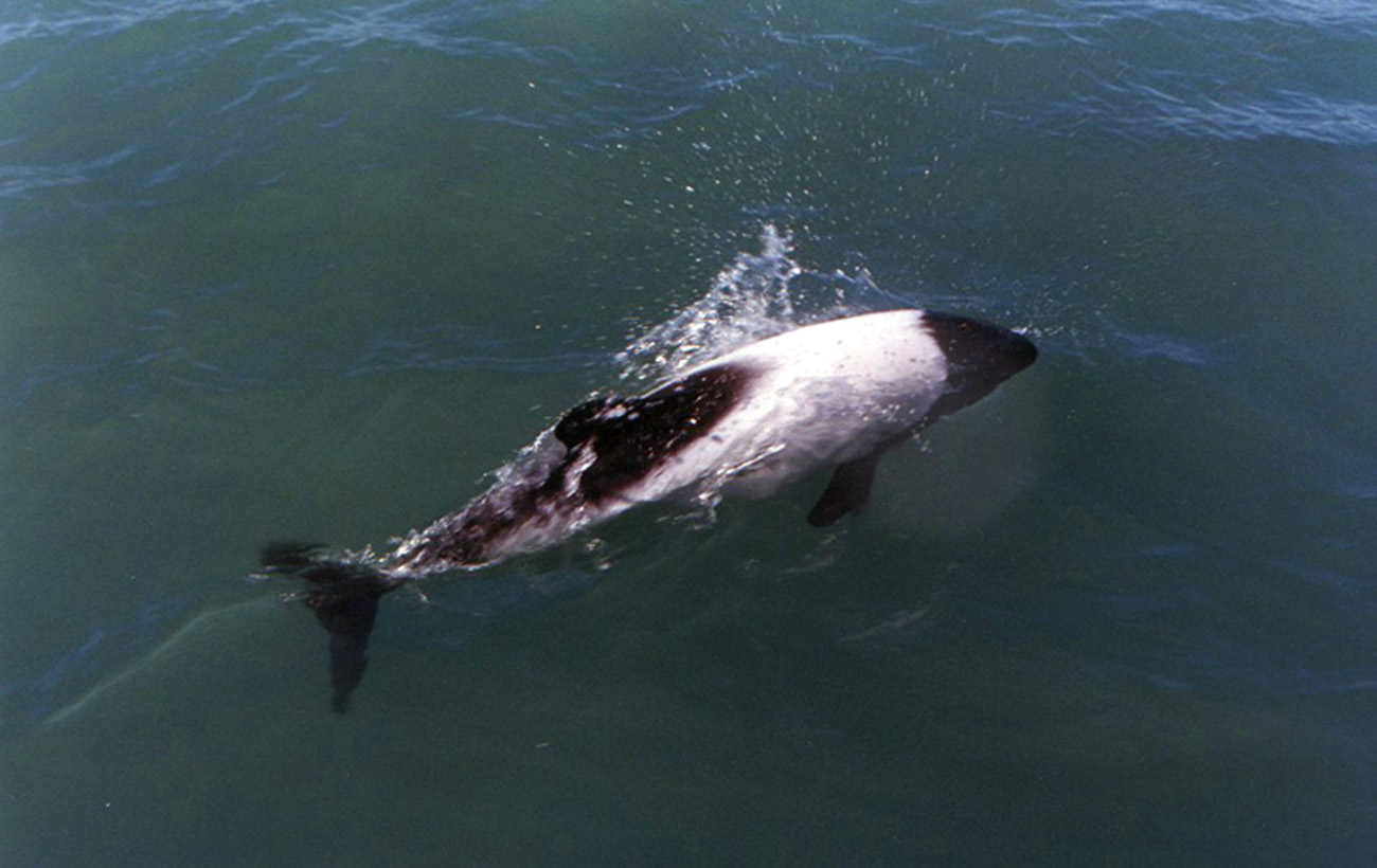 Окрас панды и креативная охота: интересные факты о дельфине Коммерсоне