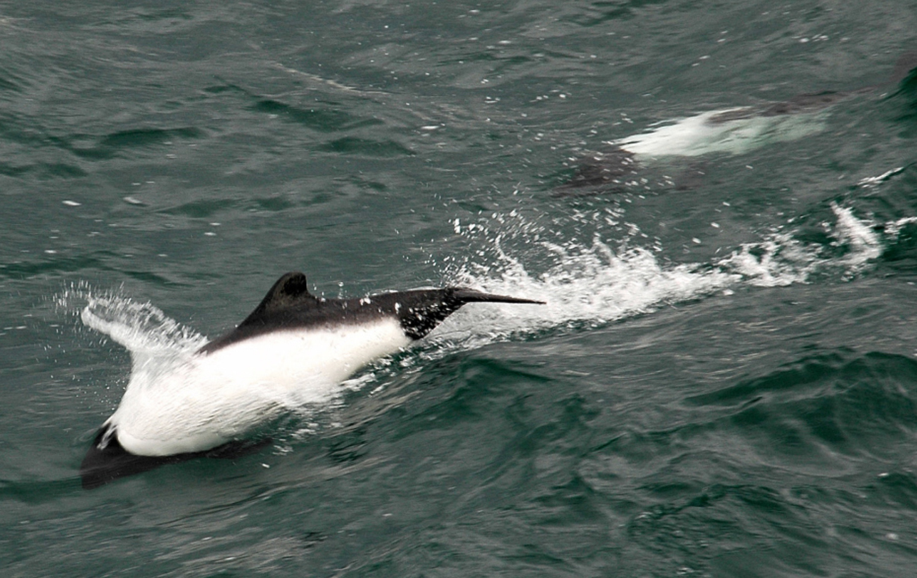 Окрас панды и креативная охота: интересные факты о дельфине Коммерсоне