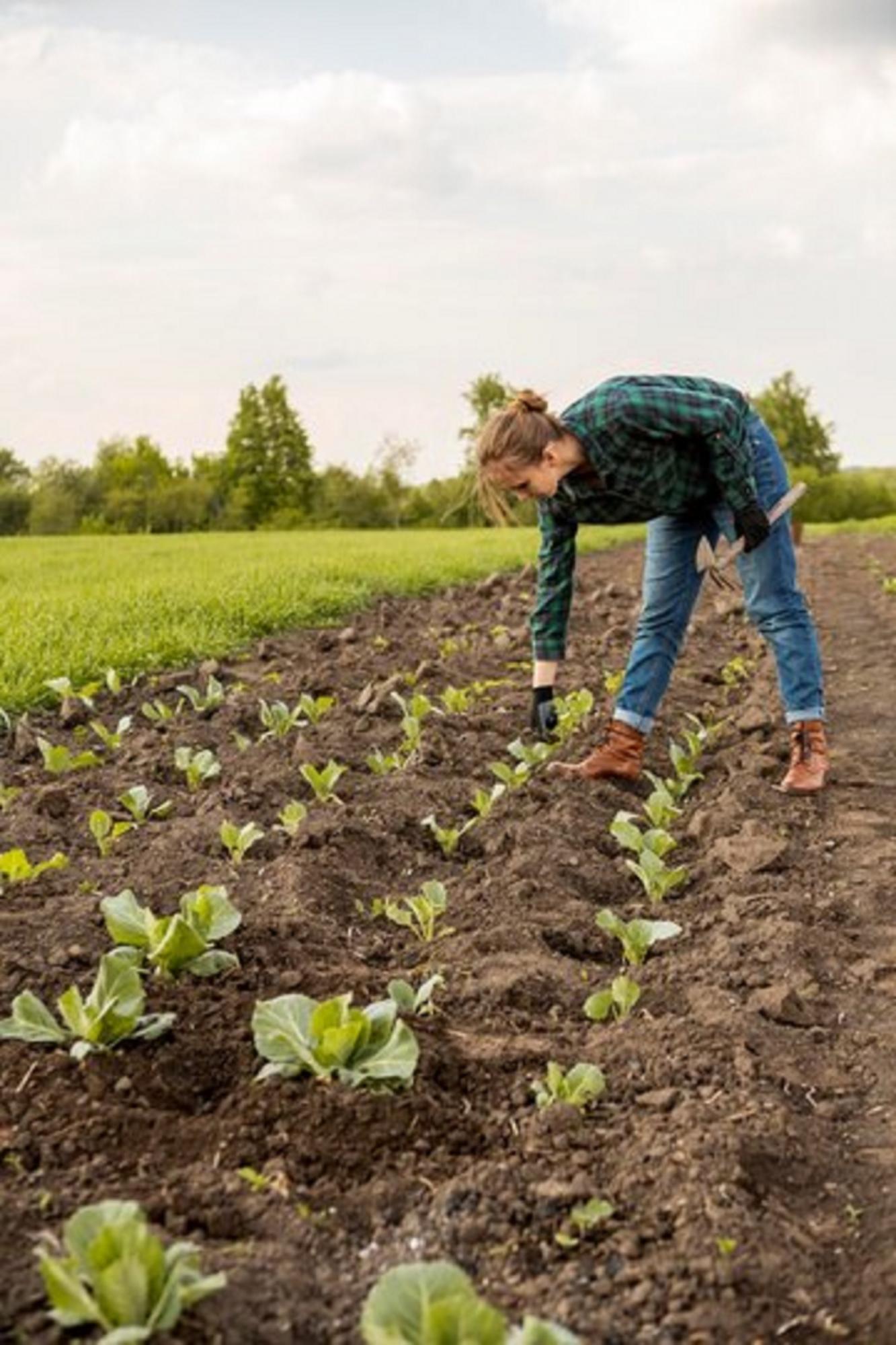 10 овощей, которые надо посадить в марте на огороде для щедрого урожая