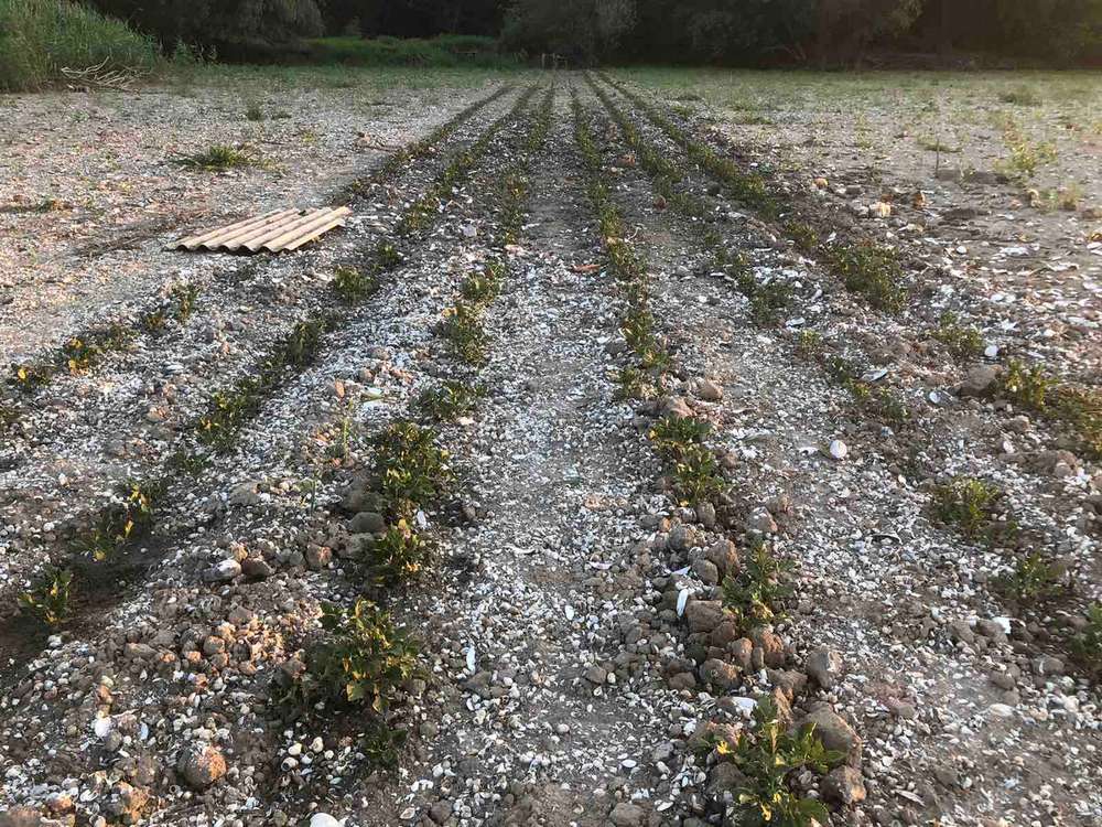 На дні Каховського водосховища утворилися городи: там не лише картопля  (фото)