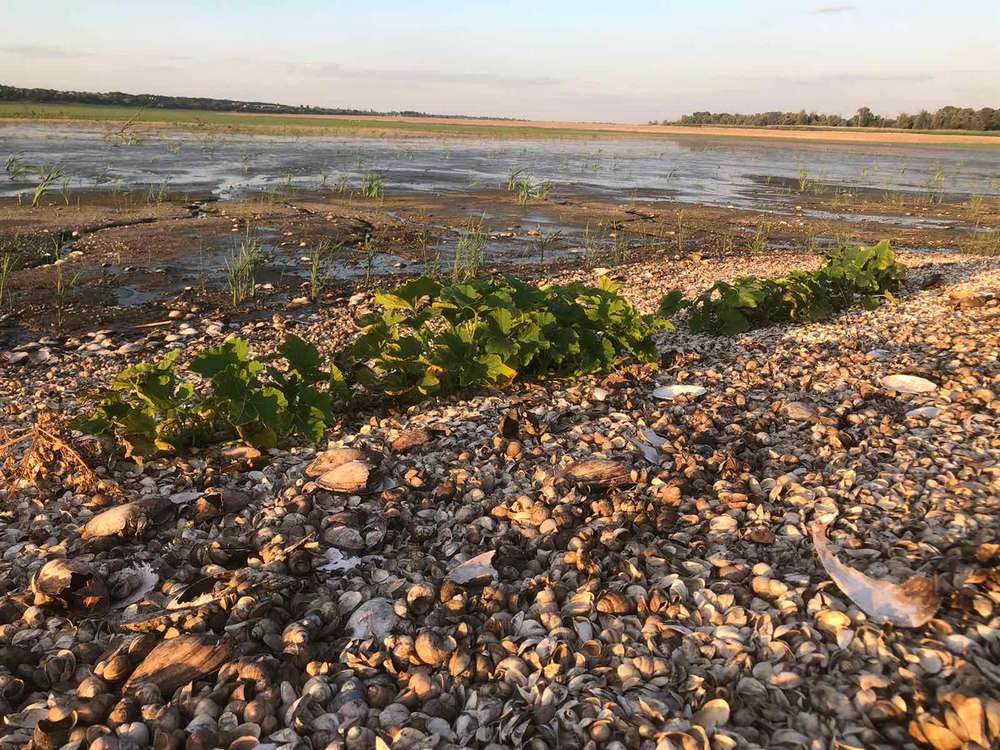 На дні Каховського водосховища утворилися городи: там не лише картопля  (фото)