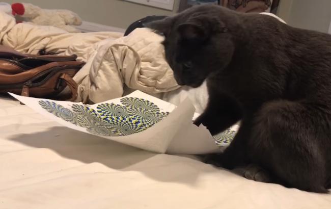 Кішка захопилася оптичною ілюзією та спробувала її з'їсти