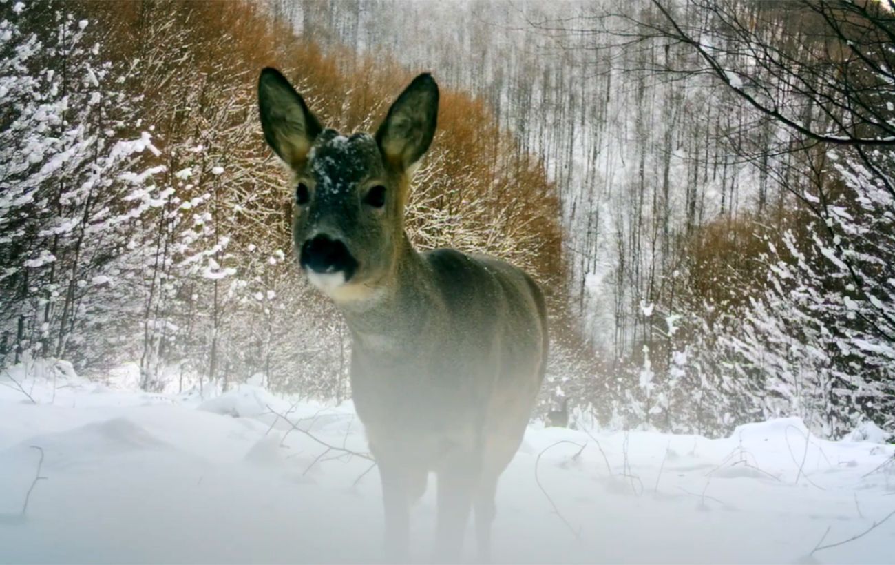 У Карпатах помітили "дику козу": рідкісні кадри з фотопастки (відео)