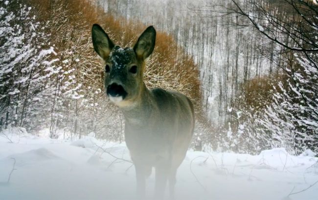 В Карпатах заметили "дикую козу": редкие кадры из фотоловушки (видео)