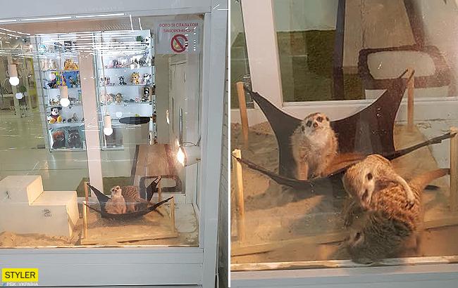 "Невозможно смотреть": в сети возмущены мини-зоопарком в ТЦ