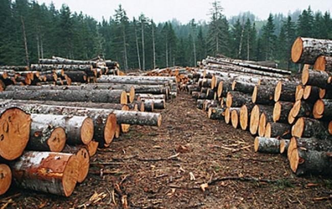 Милиция обнаружила незаконную вырубку 1300 куб. м леса во Львовской области