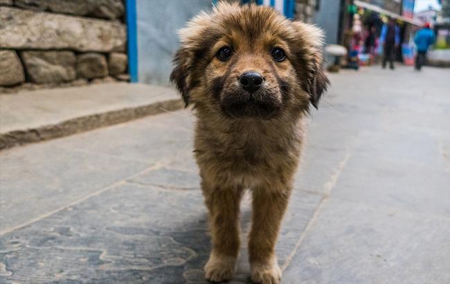 В Кропивницком массово травят собак: погибло несколько сотен