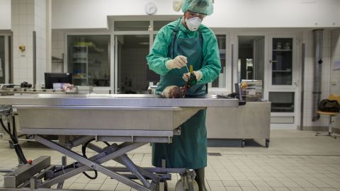 Штамм птичьего гриппа H5N5 может вызвать новую пандемию: заявление ученых