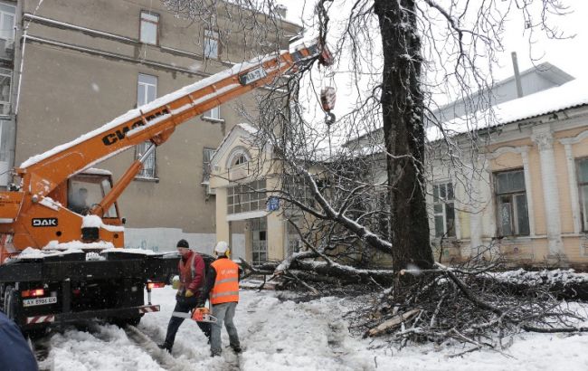 В Харьковской области женщина погибла в результате падения дерева
