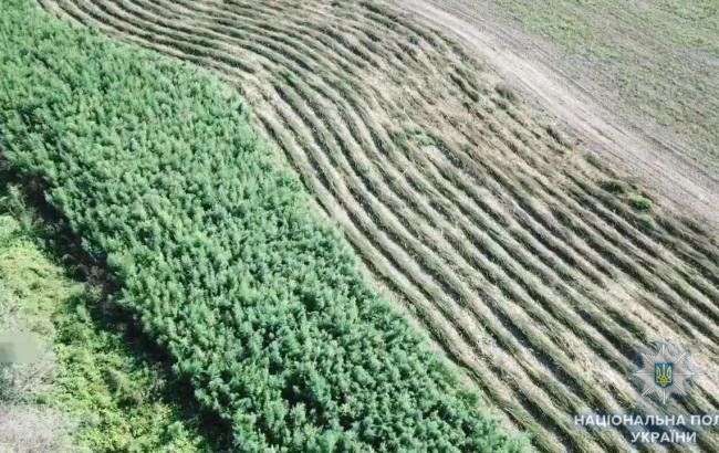 В Одеській області правоохоронці виявили поле коноплі