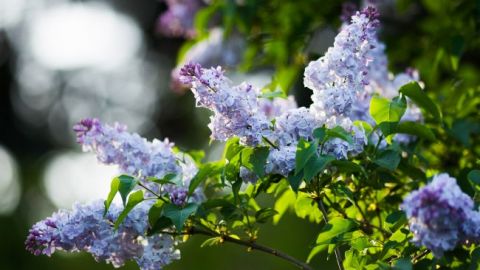 Укргидрометцентр дал прогноз на май