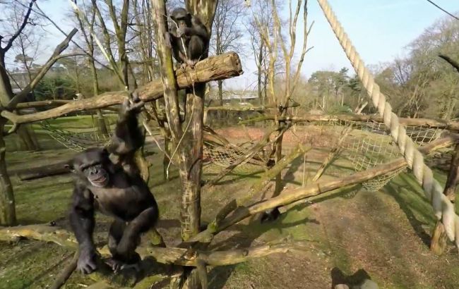 В Нидерландах обезьяна сбила беспилотник