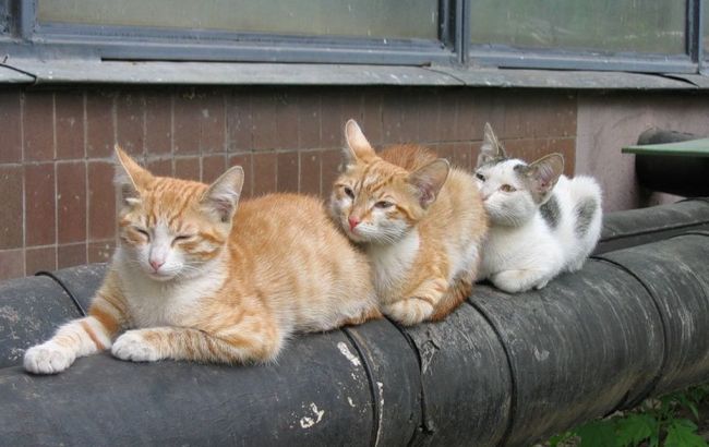 В Україні до початку опалювального сезону готові 99,81% будинків