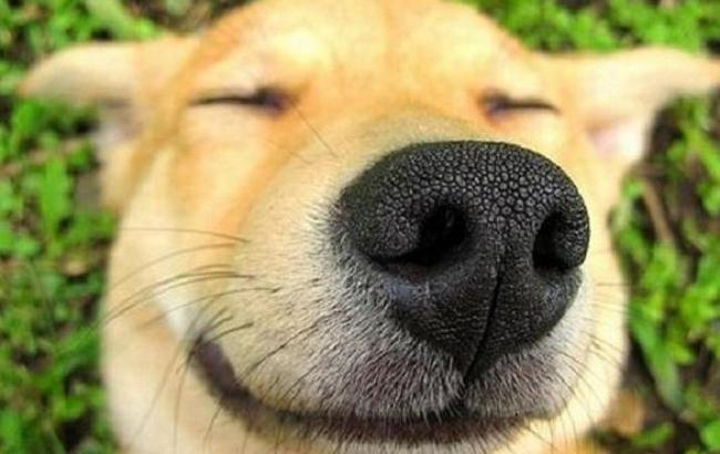 Китаец вырастил "собаку", которая оказалась редким песцом