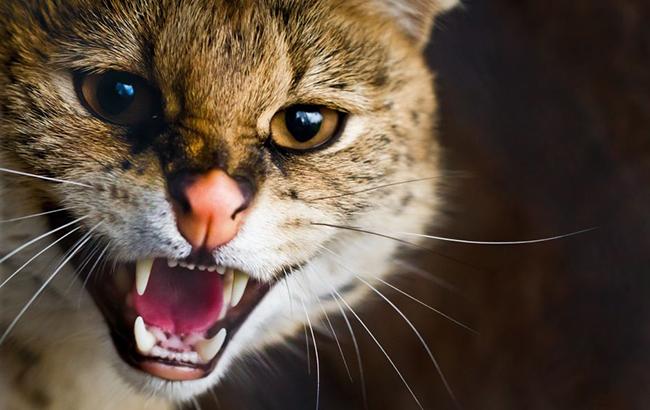 В Новой Зеландии решили запретить кошек: активисты назвали причину