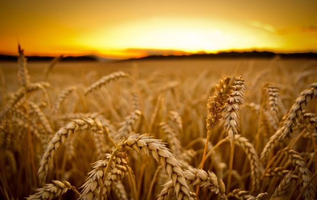 США шукають альтернативні шляхи експорту українських зернових