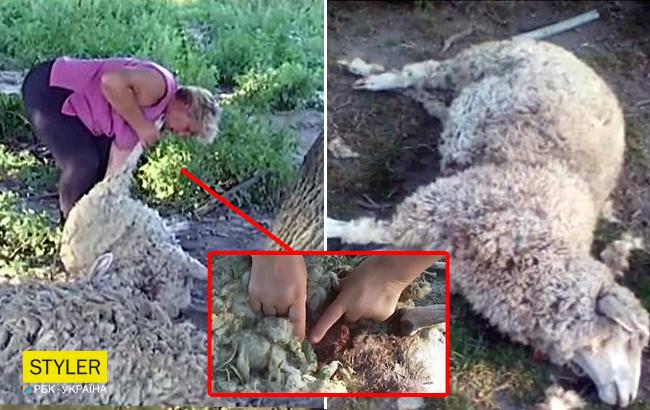 Неизвестный вампир: в Тернопольской области неведомое животное пьет овечью кровь