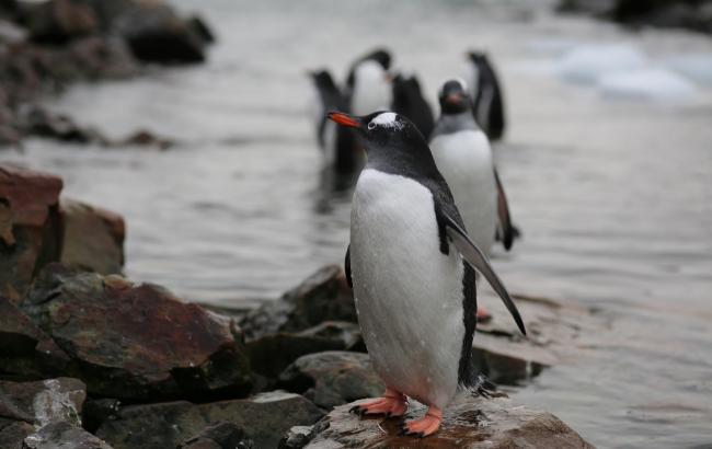 Як живуть полярники