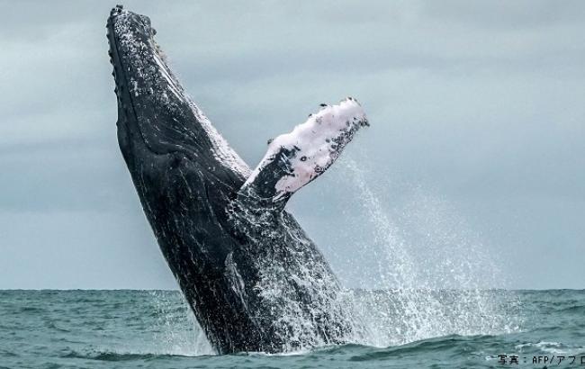 Японія оголосила про вихід з Міжнародної комісії з промислу китів