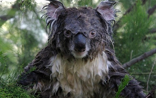 Погода на сьогодні: на більшій частині України очікуються дощі, температура до +36