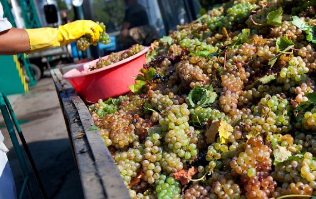 Украина в 2014 г. сократила объемы переработки винограда на 25,7% - до 228,9 тыс. т, - Госстат