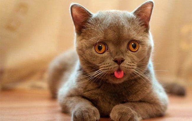 Вчені довели, що коти не дурніші за собак