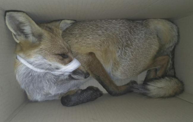 В Одесі "копи" врятували збиту машиною лисицю