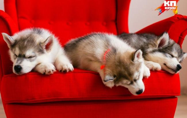 Видео со щенками хаски из Ижевска посмотрели более миллиона человек