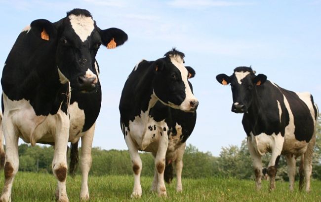 Россия с 6 февраля запрещает поставки говядины из Беларуси